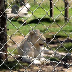 Zoo Fencing